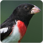 Grosbeak Song : Rose Breasted Grosbeak Sound icon