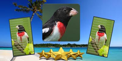 Grosbeak Song : Rose Breasted Grosbeak Sound poster