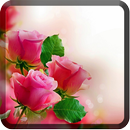 Roses Wallpapers for Chat APK