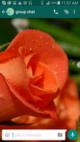 Roses Wallpapers for Chat syot layar 1