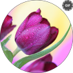 Rose GIF Live Wallpaper 🌺