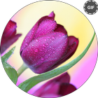 Rose GIF Live Wallpaper icon