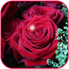 Fleur rose fond décran Live HD icône