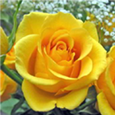APK Rose Flowers Beauty