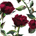 Rose HD Wallpapers 圖標