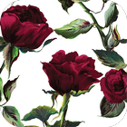 Rose HD Wallpapers icono