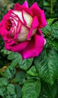 Rose HD Wallpapers पोस्टर