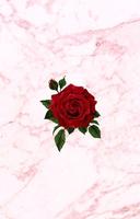 Rose HD Wallpapers تصوير الشاشة 1