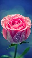 Rose HD Wallpapers تصوير الشاشة 3