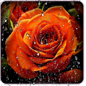 Beautiful Roses Live Wallpaper icon