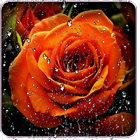 Beautiful Roses Live Wallpaper آئیکن