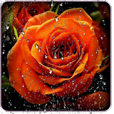 Beautiful Roses Live Wallpaper-icoon