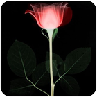 Lonely Rose Live Wallpaper आइकन