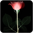 Lonely Rose Live Wallpaper أيقونة