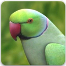 Rose Ringed Parakeet Sound: Ring Neck Parrot Song APK