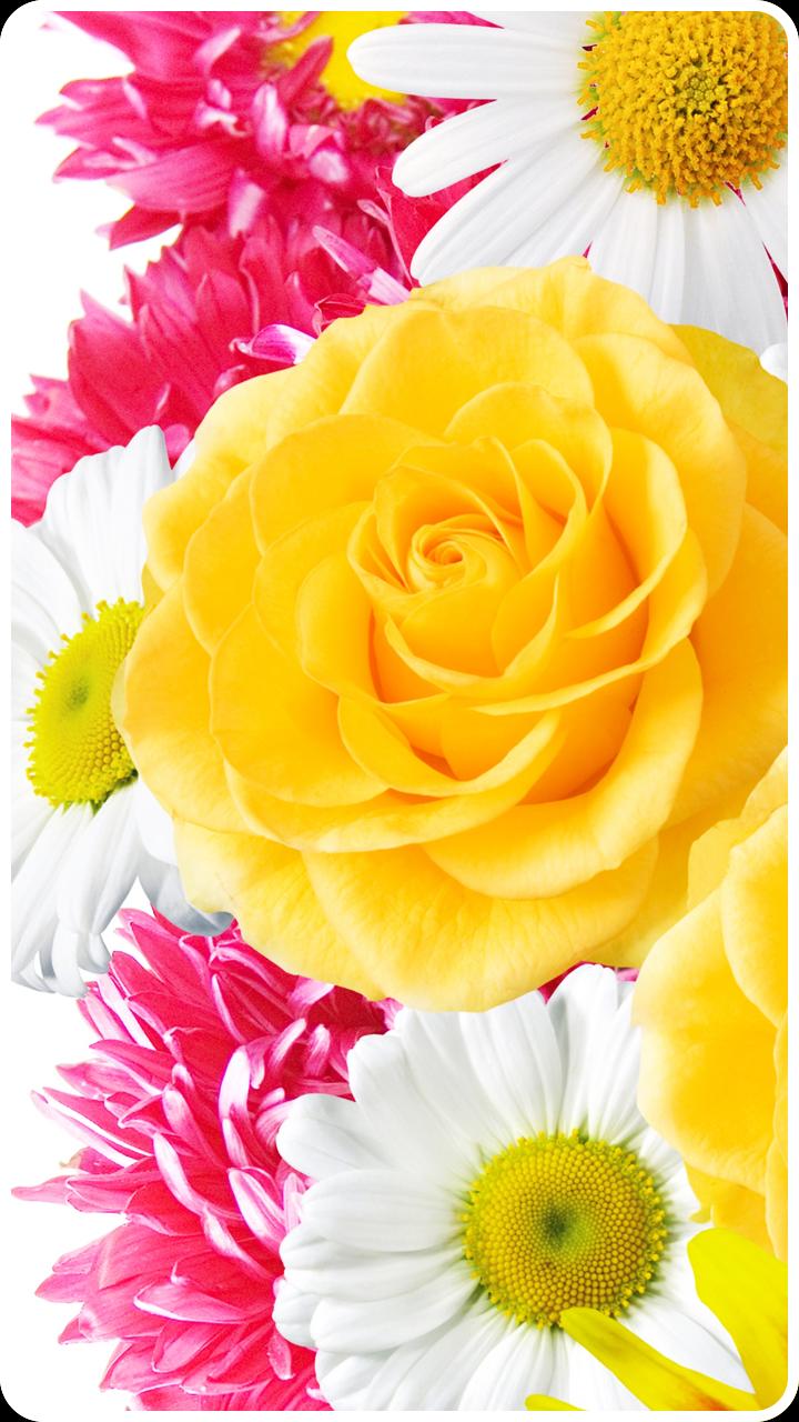 Love Flowers Wallpapers Images - Mengunduh Pink Roses 640 X 1136 ...