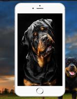 Rottweiler Wallpaper gönderen