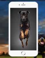 Rottweiler Wallpaper capture d'écran 1