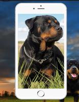 Rottweiler Wallpaper Ekran Görüntüsü 2