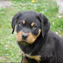 Rottweiler Puppies For Sale APK