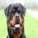 APK Cool Rottweiler Puppy Puzzles