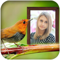 Birds Photo Frames LWP