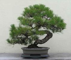 Design Bonsai Ideas स्क्रीनशॉट 1