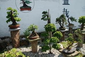 Design Bonsai Ideas تصوير الشاشة 2