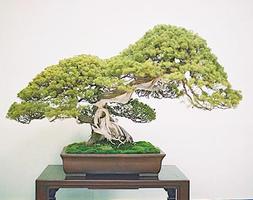 Design Bonsai Ideas скриншот 3