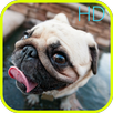 Pug dog funny HD Wallpaper APK