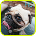 Pug dog funny HD Wallpaper