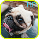 Pug dog funny HD Wallpaper APK