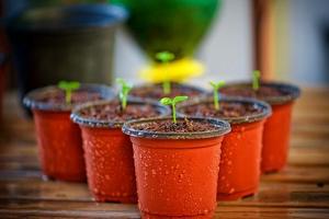 Curso de jardineria huerto Affiche