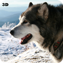Husky 3D Live Wallpaper FREE APK