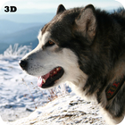 Husky 3D Live Wallpaper icône