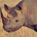 Deadly Desert Rhino Simulator APK