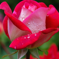 Flowers Wallpaper Full HD