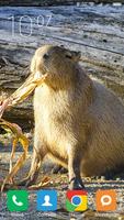 Capybara Wallpapers Poster