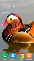 پوستر Mandarin duck Wallpapers