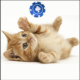 Cute Kittens Slot Machine