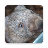 Wombat Wallpapers