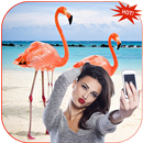 Flamingo Photo Editor APK