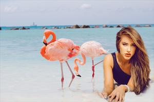 Flamingo Photo Editor Affiche