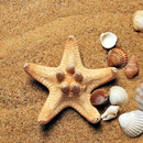 APK Starfish Wallpaper HD