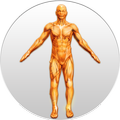 Best Anatomy