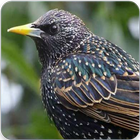 Icona Starling Bird Call: Starling Song & Starling Sound