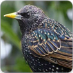 Starling Bird Call: Starling Song & Starling Sound