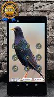 Starling Bird Call: Starling Song & Starling Sound Affiche