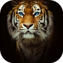 APK Tiger theme-Fingerprint Lock