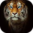 Tiger theme-Fingerprint Lock icono